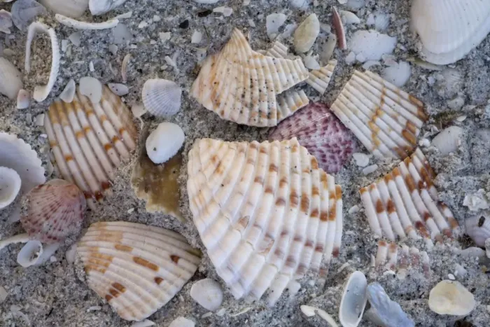 Framed Print : Shells on Bowman Beach on Sanibel Island, Florida, USA. Well-known shell beach