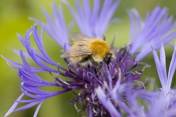 Shetland Bumblebee - also known as Moss Carder Bee - feeding on flower - Orkney Mainland IN000932