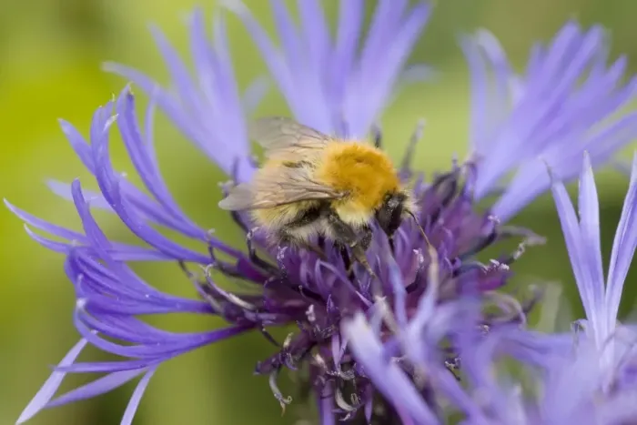 Framed Print : Shetland Bumblebee - also known as Moss Carder Bee - feeding on flower - Orkney Mainland IN000932 Framed Print : Shetland Bumblebee - also known as Moss Carder Bee - feeding on flower - Orkney Mainland IN000932