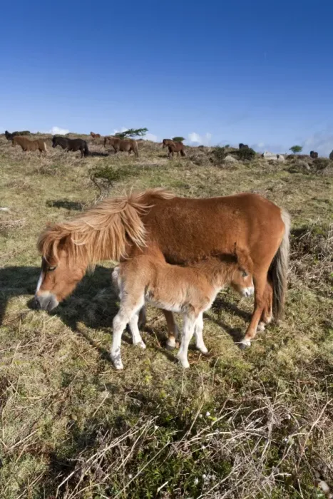 Framed Print : Shetland Ponies - Godolphin, Cornwall, UK Framed Print : Shetland Ponies - Godolphin, Cornwall, UK