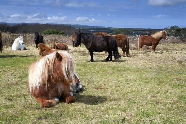Shetland Ponies - Godolphin, Cornwall, UK