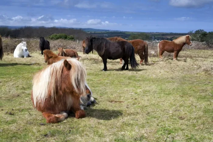 Framed Print : Shetland Ponies - Godolphin, Cornwall, UK Framed Print : Shetland Ponies - Godolphin, Cornwall, UK