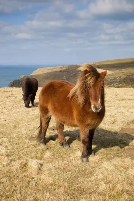 Framed Print : Shetland Ponies - grazing - Predannick, Cornwall, UK Framed Print : Shetland Ponies - grazing - Predannick, Cornwall, UK