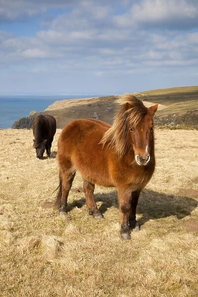 Shetland Ponies - grazing - Predannick, Cornwall, UK