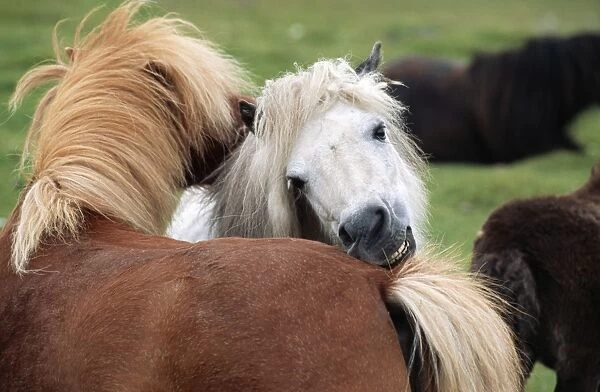 Shetland Ponies - nuzzling