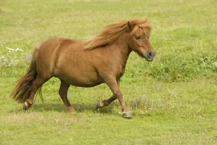 Framed Print : Shetland Pony Framed Print : Shetland Pony