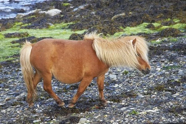 Shetland Pony - On Beach Unst, Shetland, UK MA001308