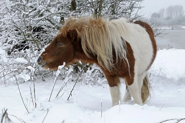 Shetland Pony - browsing in the snow - The Netherlands, Overijssel, Wijhe / Olst, Duursche Waarden, Fortmond