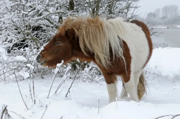 Framed Print : Shetland Pony - browsing in the snow - The Netherlands, Overijssel, Wijhe / Olst, Duursche Waarden, Fortmond Framed Print : Shetland Pony - browsing in the snow - The Netherlands, Overijssel, Wijhe / Olst, Duursche Waarden, Fortmond