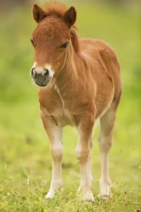 Framed Print : Shetland Pony - foal Framed Print : Shetland Pony - foal