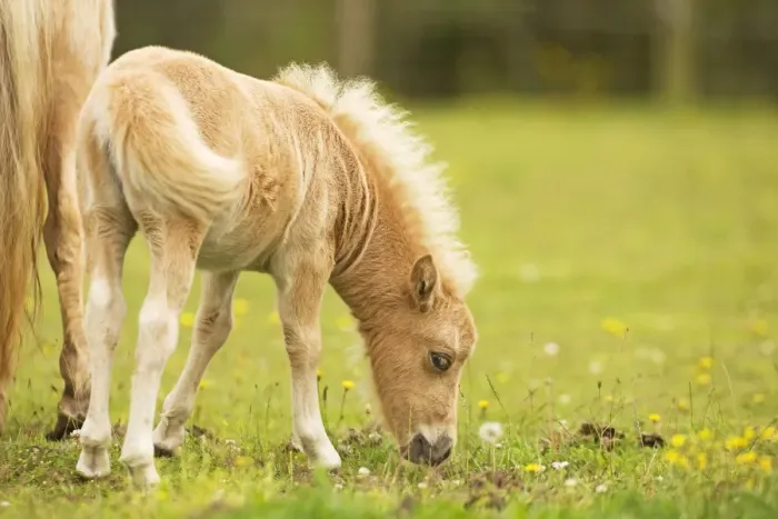 Framed Print : Shetland Pony - foal Framed Print : Shetland Pony - foal