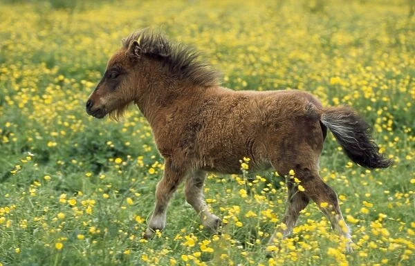 Shetland Pony - foal in fieldwith flowers