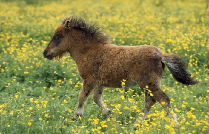 Framed Print : Shetland Pony - foal in fieldwith flowers Framed Print : Shetland Pony - foal in fieldwith flowers