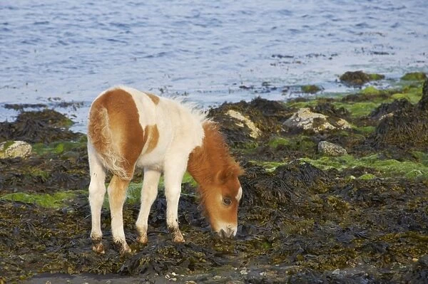 Shetland Pony - Foal Grazing on Seaweed Unst, Shetland, UK MA001327