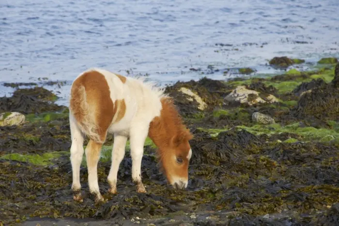 Framed Print : Shetland Pony - Foal Grazing on Seaweed Unst, Shetland, UK MA001327 Framed Print : Shetland Pony - Foal Grazing on Seaweed Unst, Shetland, UK MA001327