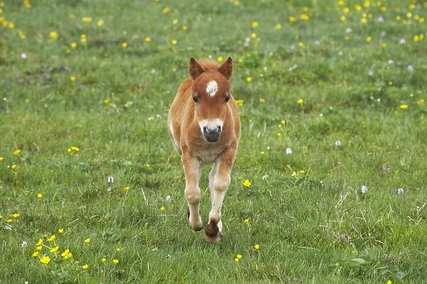 Shetland Pony - Foal Running Shetland Mainland, UK MA001371