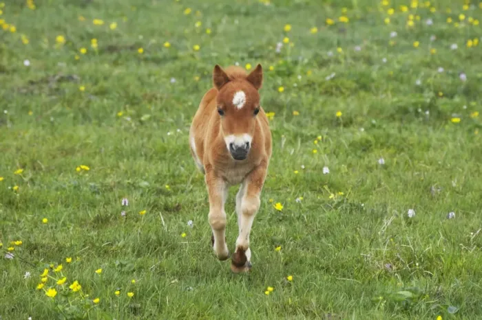 Framed Print : Shetland Pony - Foal Running Shetland Mainland, UK MA001371 Framed Print : Shetland Pony - Foal Running Shetland Mainland, UK MA001371