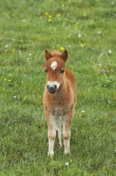 Framed Print : Shetland Pony - Foal Shetland Mainland, UK MA001372 Framed Print : Shetland Pony - Foal Shetland Mainland, UK MA001372