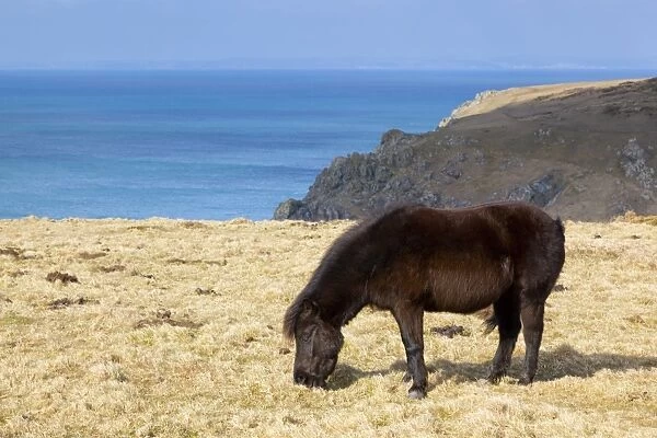 Shetland Pony - grazing - Predannick, Cornwall, UK