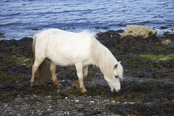 Shetland Pony - Grazing on Seaweed Unst, Shetland, UK MA001312