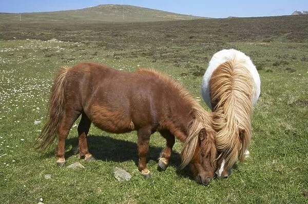 Shetland Pony - Grazing Unst, Shetland, UK MA001249