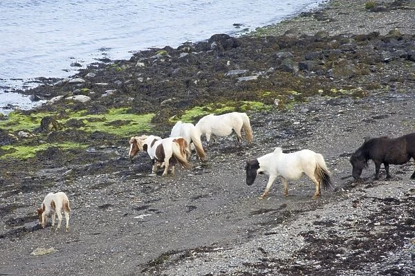 Shetland Pony - Herd on Shoreline Unst, Shetland, UK MA001299