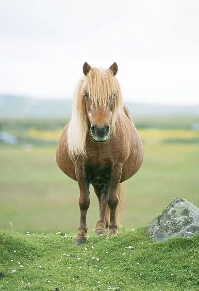 Shetland Pony JD 16570 © John Daniels  /  ardea. com