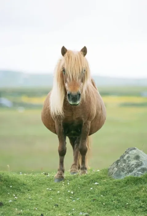Framed Print : Shetland Pony JD 16570 © John Daniels / ardea. com Framed Print : Shetland Pony JD 16570 © John Daniels / ardea. com