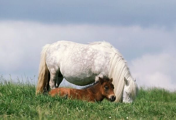 Shetland Pony - mare & foal in field