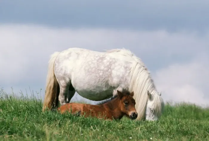 Framed Print : Shetland Pony - mare & foal in field Framed Print : Shetland Pony - mare & foal in field