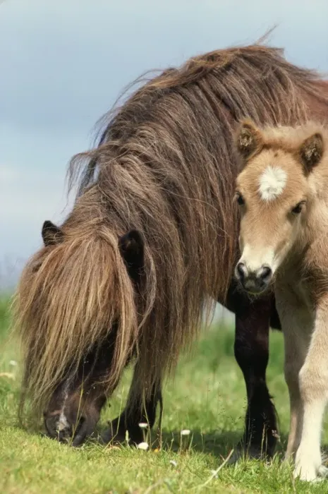 Framed Print : Shetland Pony - mare & foal in fieldwith flowers Framed Print : Shetland Pony - mare & foal in fieldwith flowers