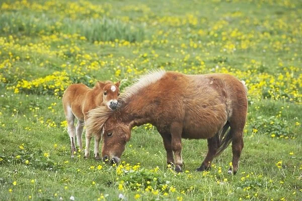 Shetland Pony - Mare and Foal amongst Marsh Marigolds Shetland Mainland, UK MA001366