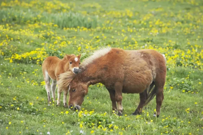 Framed Print : Shetland Pony - Mare and Foal amongst Marsh Marigolds Shetland Mainland, UK MA001366 Framed Print : Shetland Pony - Mare and Foal amongst Marsh Marigolds Shetland Mainland, UK MA001366