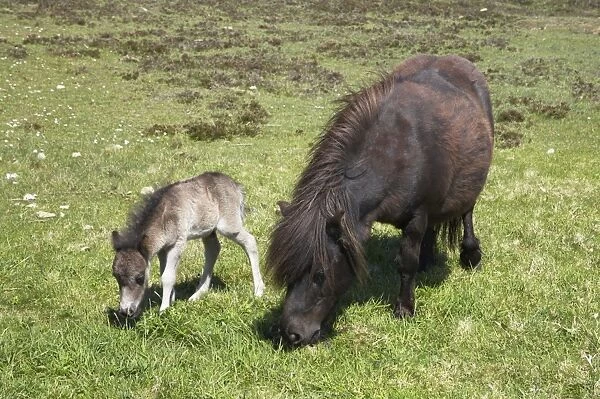 Shetland Pony - Mare and Foal Unst, Shetland, UK MA001239