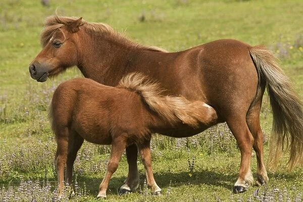 Shetland Pony - Mother and foal