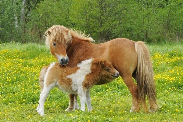 Shetland Pony - mother with young in spring meadow - Twente - Overijssel - The Netherlands