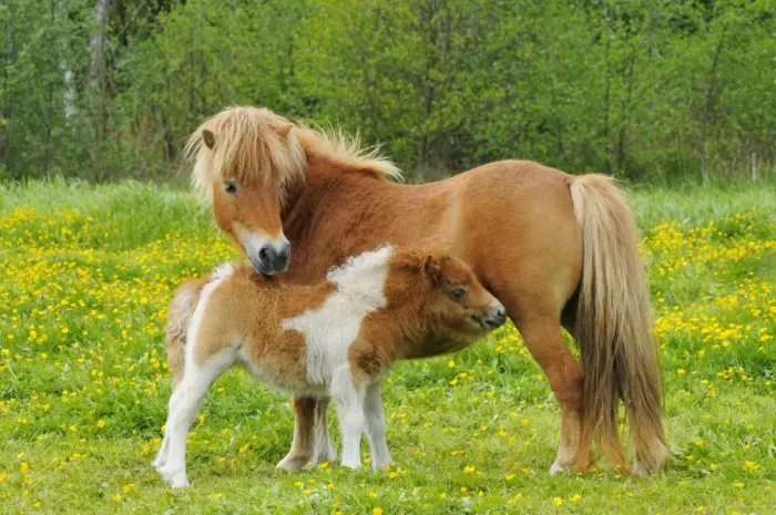 Framed Print : Shetland Pony - mother with young in spring meadow - Twente - Overijssel - The Netherlands Framed Print : Shetland Pony - mother with young in spring meadow - Twente - Overijssel - The Netherlands