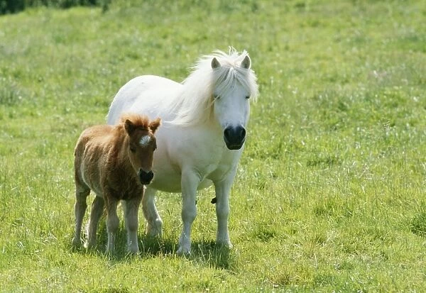Shetland Pony Pony & foal