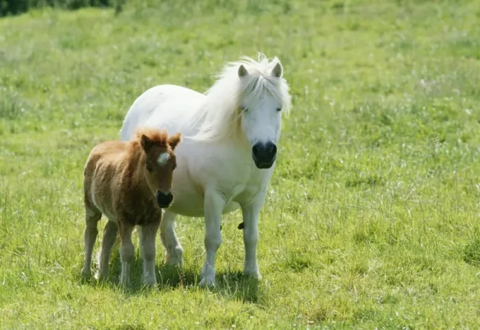 Framed Print : Shetland Pony Pony & foal Framed Print : Shetland Pony Pony & foal