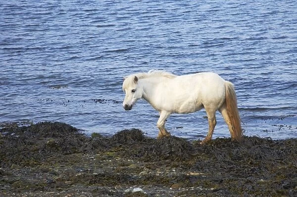 Shetland Pony - on shore amongst seaweed