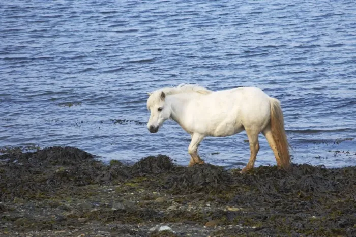 Framed Print : Shetland Pony - On Shore amongst seaweed Unst, Shetland, UK MA001305 Framed Print : Shetland Pony - On Shore amongst seaweed Unst, Shetland, UK MA001305