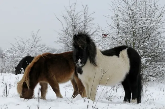 Framed Print : Shetland Pony - in the snow - The Netherlands, Overijssel, Wijhe / Olst, Duursche Waarden, Fortmond Framed Print : Shetland Pony - in the snow - The Netherlands, Overijssel, Wijhe / Olst, Duursche Waarden, Fortmond