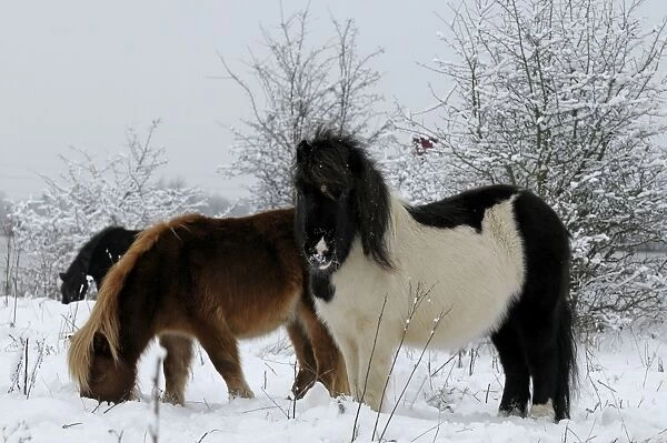 Shetland Pony - in the snow - The Netherlands, Overijssel, Wijhe / Olst, Duursche Waarden, Fortmond