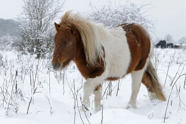 Shetland Pony - in the snow - The Netherlands, Overijssel, Wijhe / Olst, Duursche Waarden, Fortmond