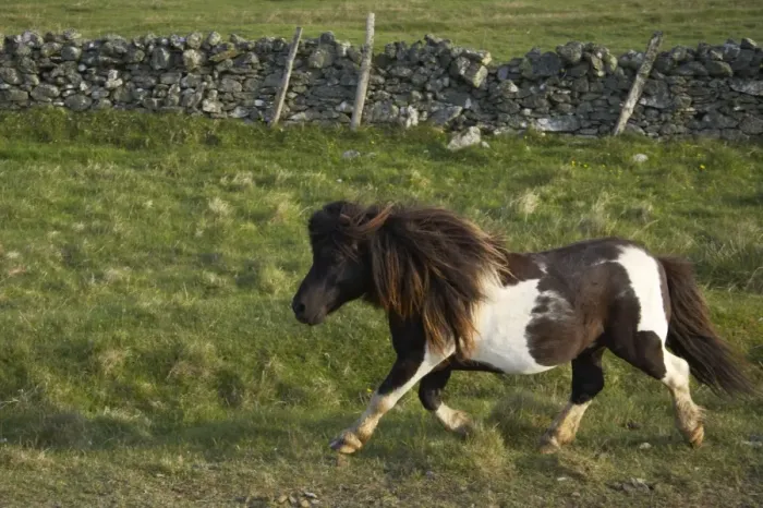 Framed Print : Shetland Pony - Stallion Trotting Unst, Shetland, UK MA001268 Framed Print : Shetland Pony - Stallion Trotting Unst, Shetland, UK MA001268