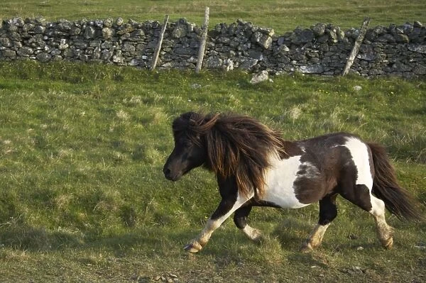 Shetland Pony - Stallion Trotting Unst, Shetland, UK MA001268