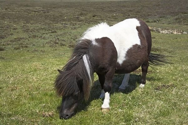 Shetland Pony Unst, Shetland, UK MA001243