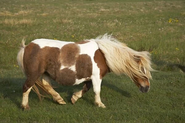 Shetland Pony Unst, Shetland, UK MA001273