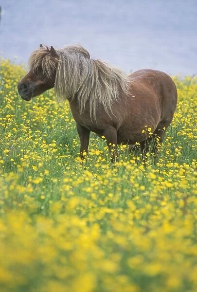 Shetland Pony In yellow flowers