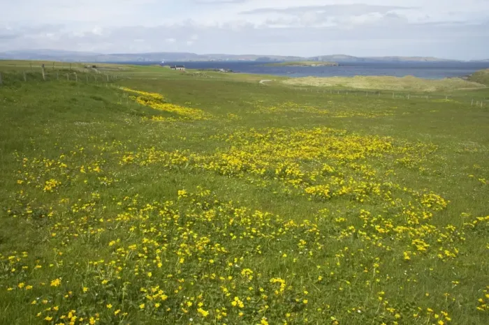 Framed Print : Shetland Scene with Marsh Marigold in foreground Yell, Shetland, UK LA003139 Framed Print : Shetland Scene with Marsh Marigold in foreground Yell, Shetland, UK LA003139